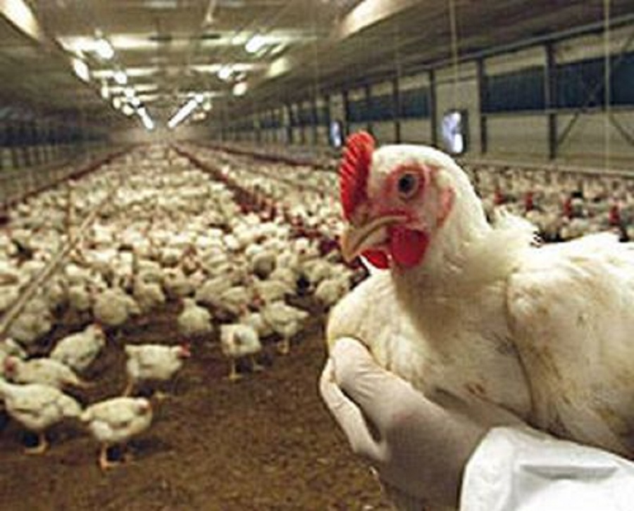 Influenza aviaria e Microrganismi alternativi