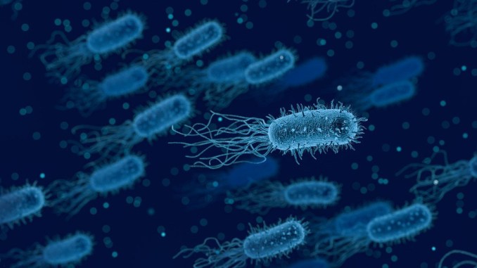 Forma e nutrizione della cellula batterica